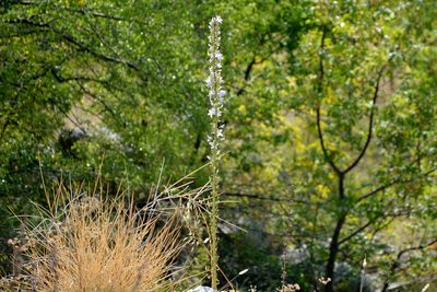 Campanula pyramidalis, photographed by Pavel Kacl