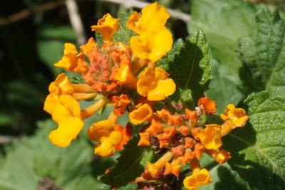 Lantana urticoides, photographed by Center for Urban Ecology