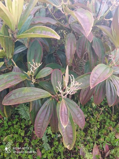 Miconia robinsoniana, photographed by Ileana Herrera