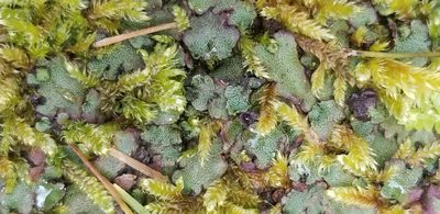 Marchantia quadrata, photographed by Micki Colbeck