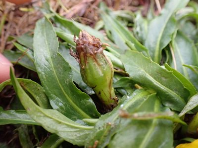 Hypochaeris sessiliflora, photographed by Skjold Søndergaard