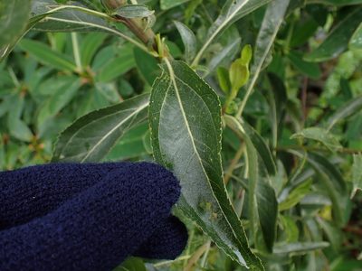 Baccharis latifolia, photographed by Skjold Søndergaard