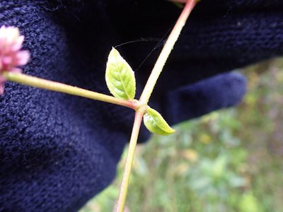 Alternanthera porrigens, photographed by Skjold Søndergaard