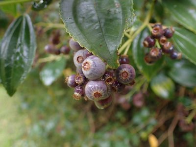 Miconia crocea, photographed by Skjold Søndergaard
