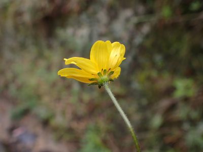 Bidens andicola, photographed by Skjold Søndergaard