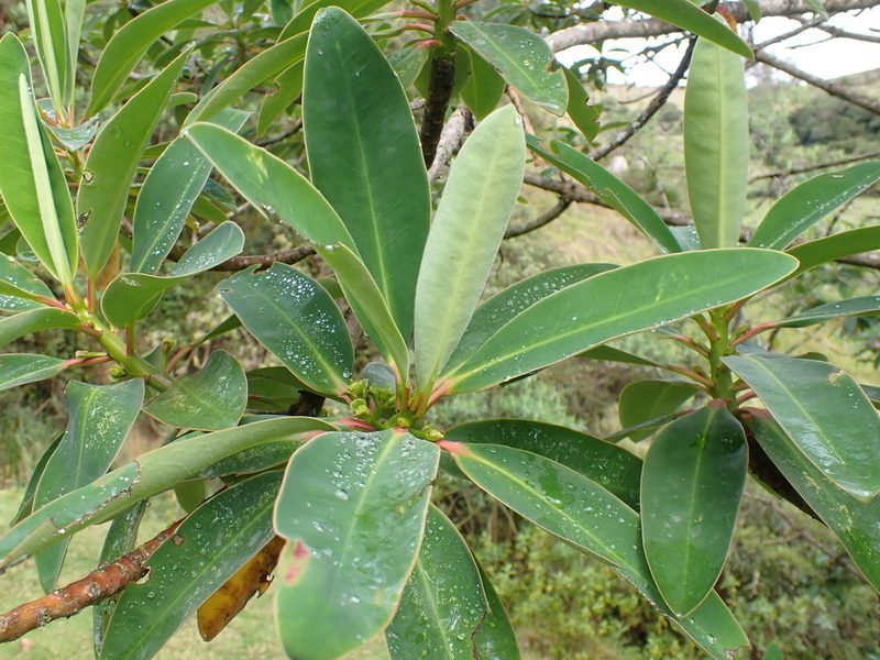 Euphorbia laurifolia, photographed by Skjold Søndergaard
