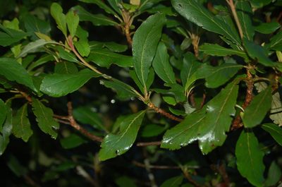 Clethra purpusii, photographed by Neptalí Ramírez Marcial