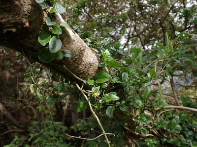 Solanum brevifolium, photographed by Skjold Søndergaard