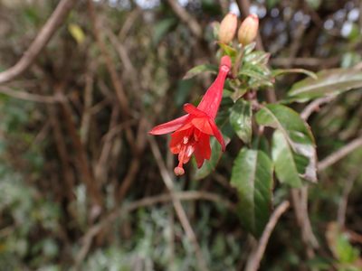 Fuchsia ampliata, photographed by Skjold Søndergaard