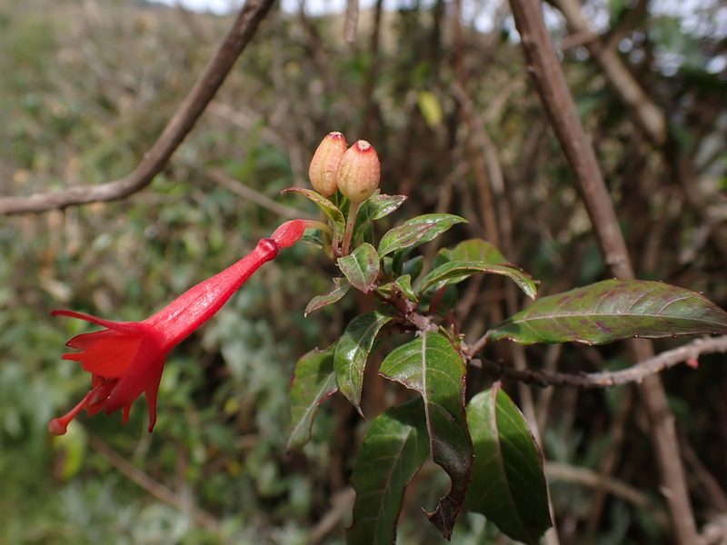 Fuchsia ampliata, photographed by Skjold Søndergaard