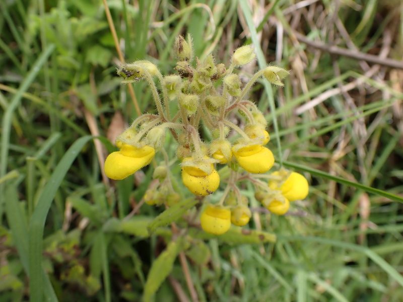 Calceolaria crenata, photographed by Skjold Søndergaard