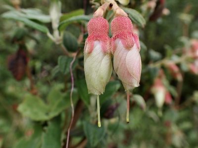 Brachyotum ledifolium, photographed by Skjold Søndergaard