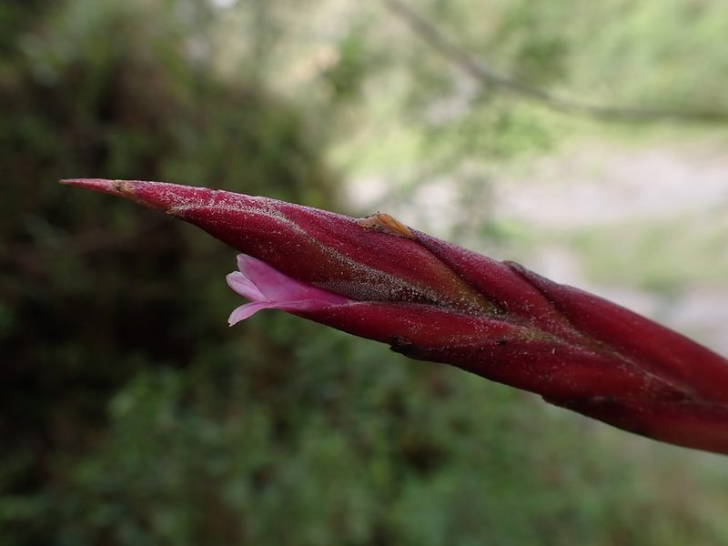 Tillandsia incarnata, photographed by Skjold Søndergaard