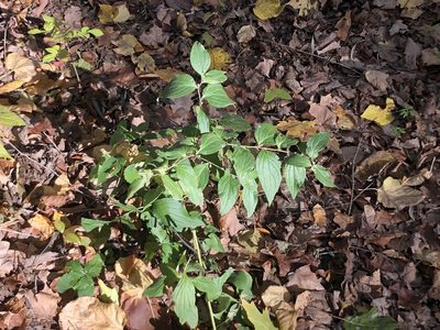 Lithospermum latifolium, photographed by Mike B