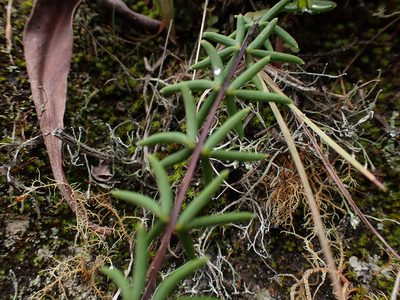 Pellaea ternifolia, photographed by Skjold Søndergaard