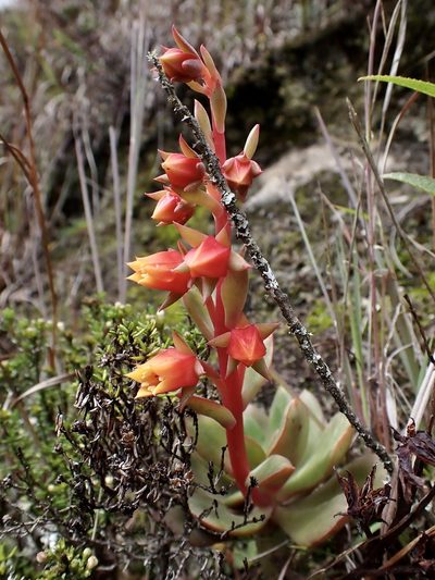 Echeveria quitensis, photographed by Skjold Søndergaard