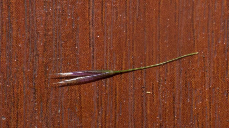 Amelichloa brachychaeta, photographed by Facundo Chieffo
