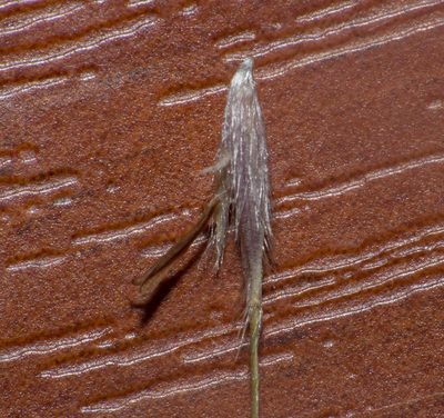 Amelichloa brachychaeta, photographed by Facundo Chieffo