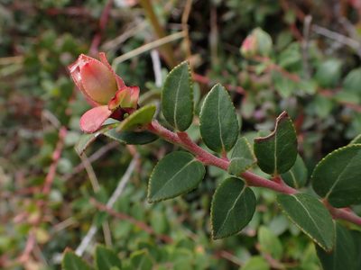 Vaccinium floribundum, photographed by Skjold Søndergaard