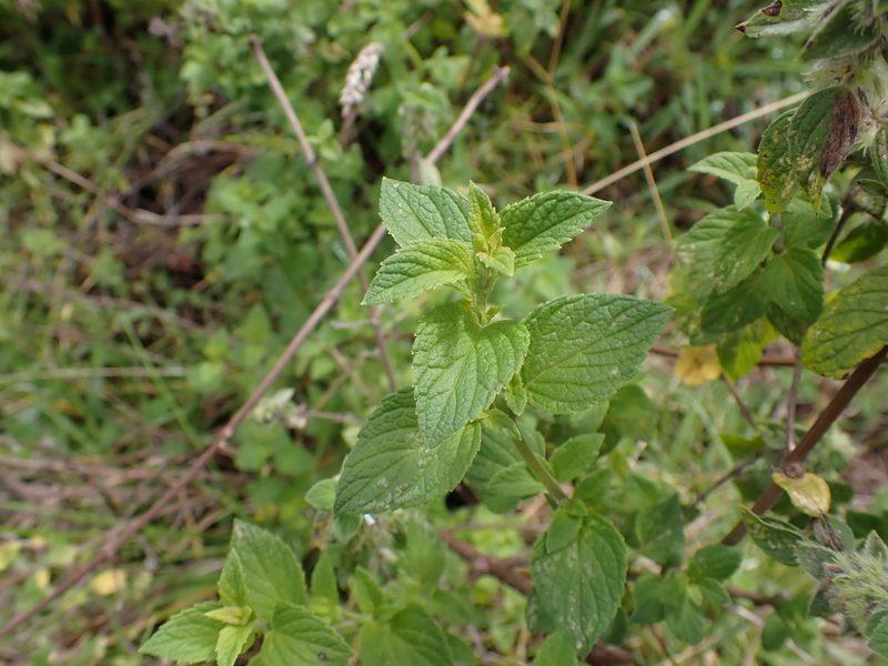 Minthostachys mollis, photographed by Skjold Søndergaard