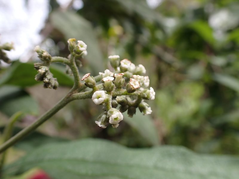 Tournefortia scabrida, photographed by Skjold Søndergaard