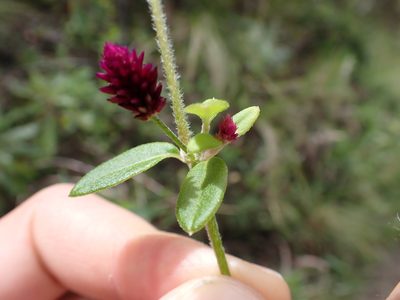 Alternanthera porrigens, photographed by Skjold Søndergaard