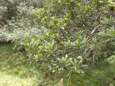 Myrica pubescens, photographed by Skjold Søndergaard
