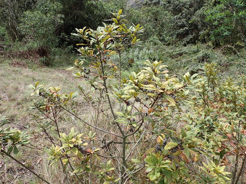 Myrica pubescens, photographed by Skjold Søndergaard