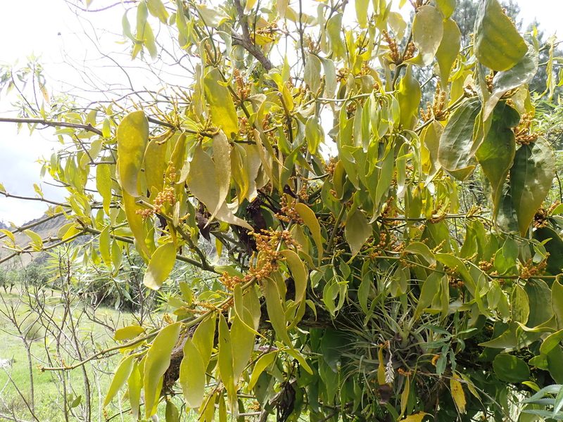 Phoradendron nervosum, photographed by Skjold Søndergaard