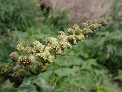 Ambrosia arborescens, photographed by Skjold Søndergaard