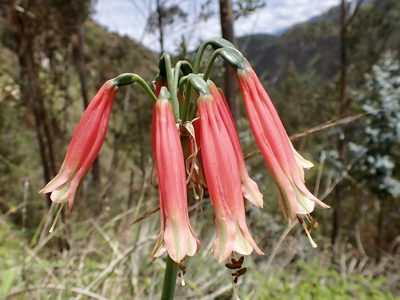 Phaedranassa schizantha, photographed by Skjold Søndergaard