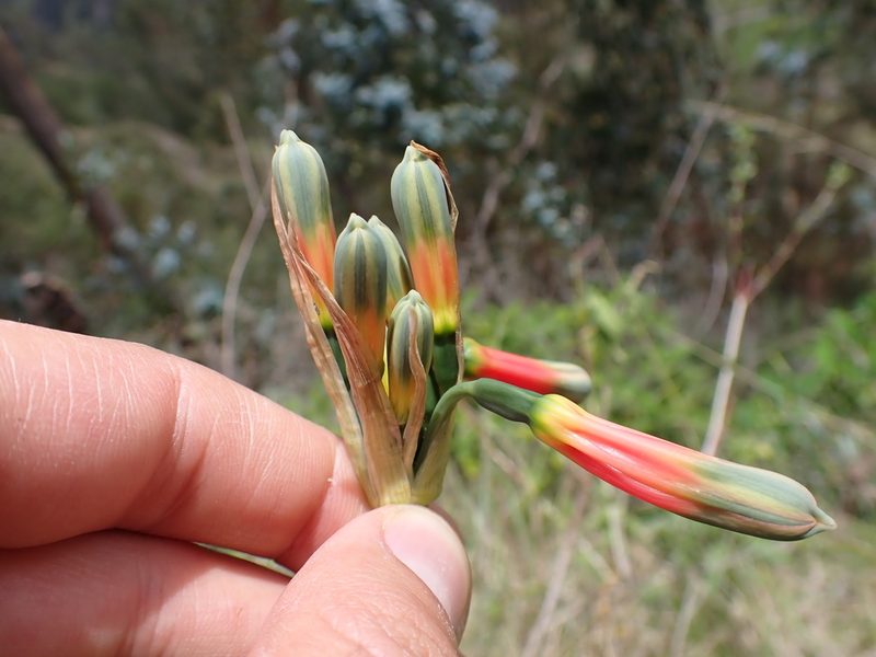 Phaedranassa schizantha, photographed by Skjold Søndergaard