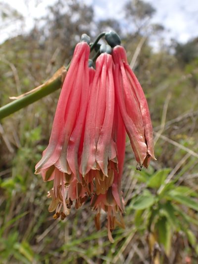 Phaedranassa schizantha, photographed by Skjold Søndergaard