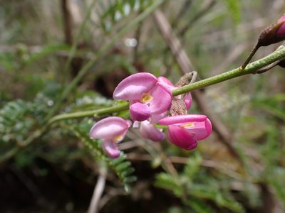 Coursetia dubia, photographed by Skjold Søndergaard