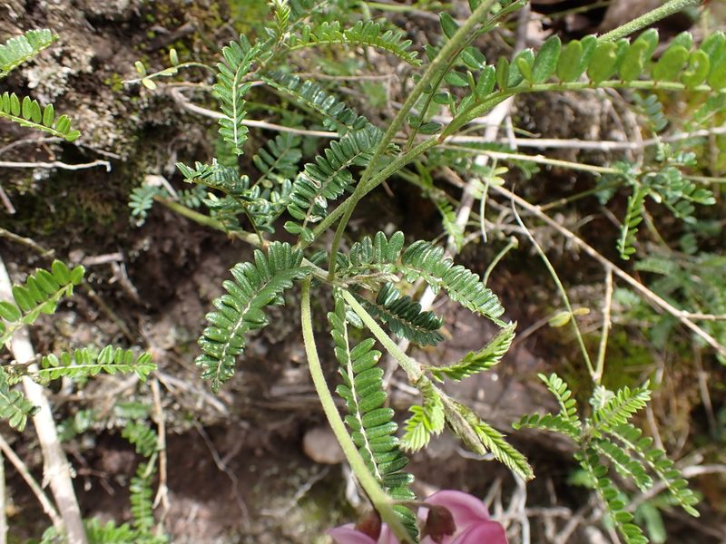 Coursetia dubia, photographed by Skjold Søndergaard