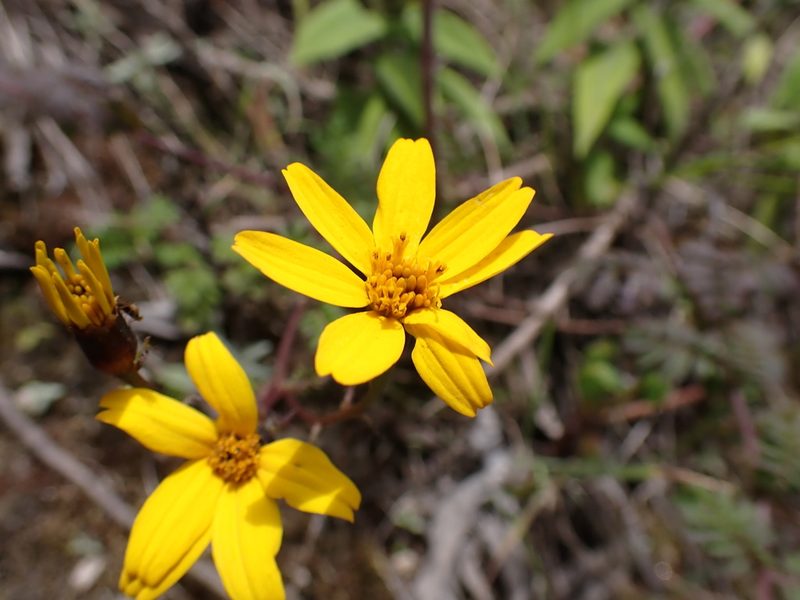 Tagetes zypaquirensis, photographed by Skjold Søndergaard