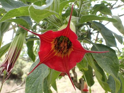 Brugmansia sanguinea, photographed by Skjold Søndergaard