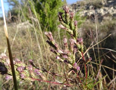 Liatris punctata, photographed by Thomas Koffel
