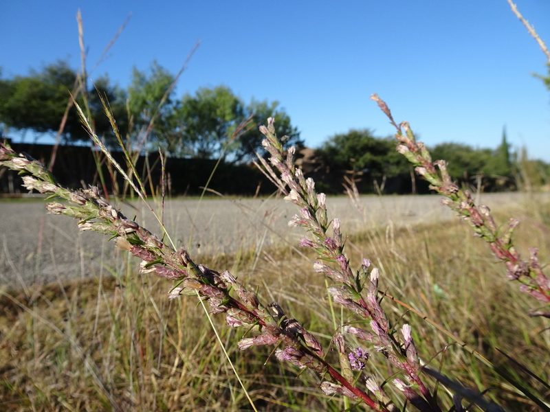 Liatris punctata, photographed by Thomas Koffel