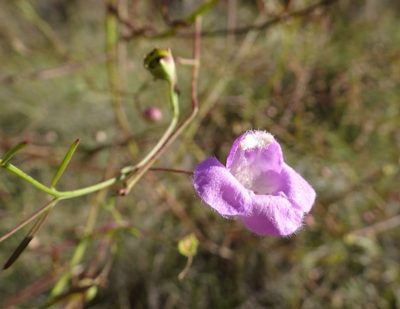 Agalinis edwardsiana, photographed by Thomas Koffel