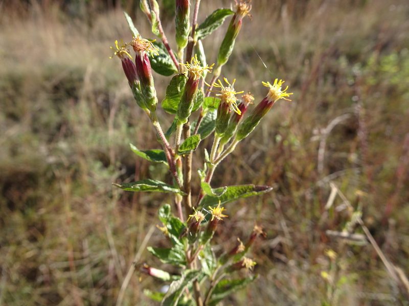 Brickellia cylindracea, photographed by Thomas Koffel