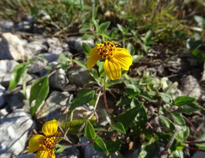 Viguiera dentata, photographed by Thomas Koffel