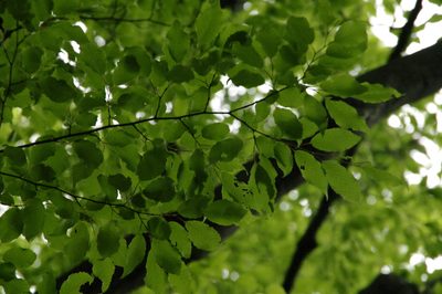 Carpinus laxiflora, photographed by Eric Knight