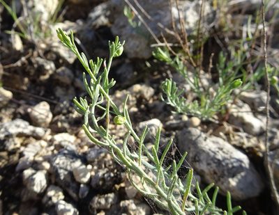 Thamnosma texana, photographed by Thomas Koffel