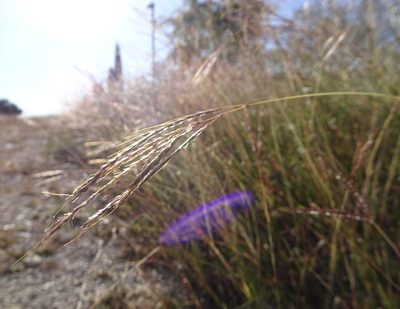 Bothriochloa ischaemum, photographed by Thomas Koffel
