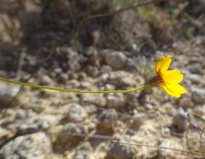 Thelesperma simplicifolium, photographed by Thomas Koffel