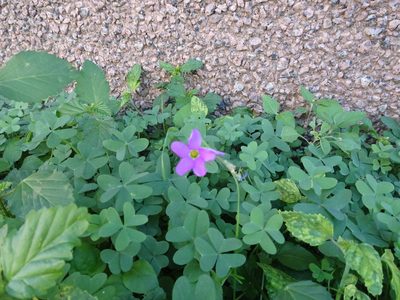 Oxalis drummondii