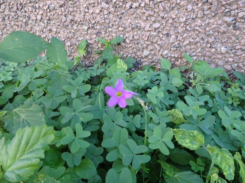 Oxalis drummondii, photographed by Thomas Koffel