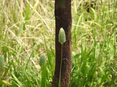Phalaris canariensis, photographed by Eduardo Luis Beltrocco