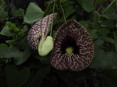 Aristolochia littoralis, photographed by Martín Márquez